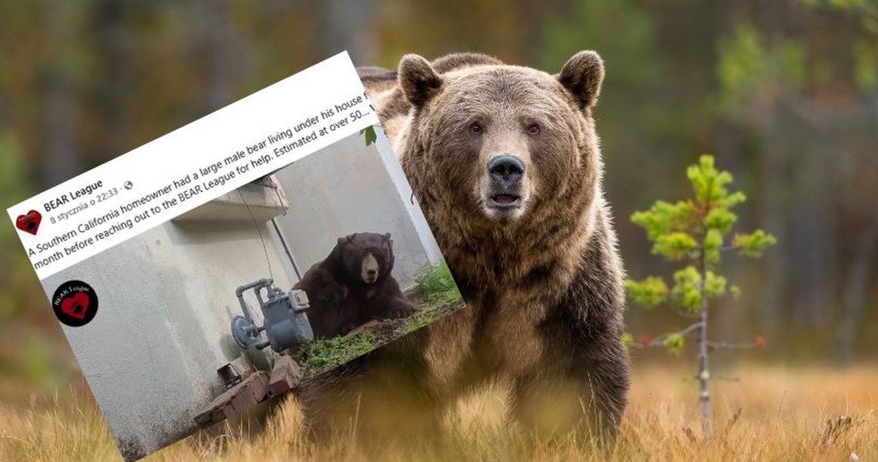 250-kilogramowy niechciany lokator. Niedźwiedź "wprowadził się" na miesiąc do domu