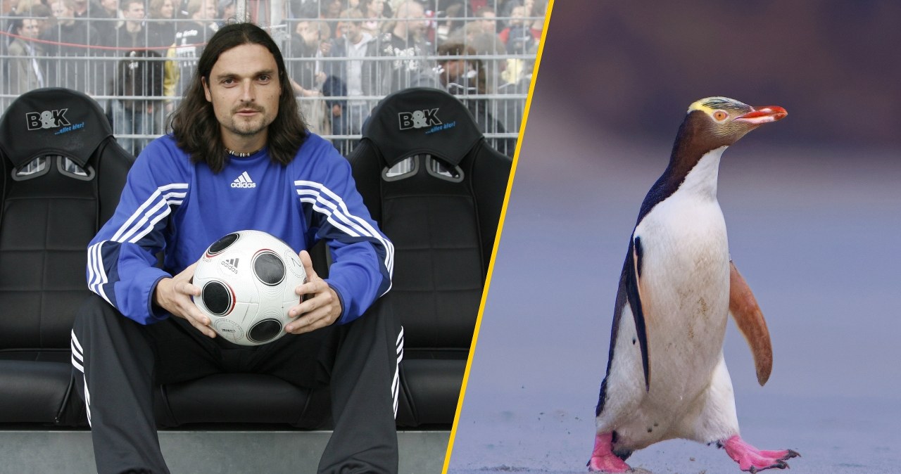 ​Ukradł pingwina, siedział w singapurskim areszcie. Oto nowy dyrektor sportowy Aberdeen FC