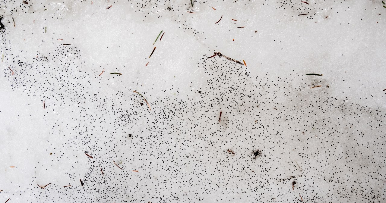 ​Dlaczego "brudny śnieg" podskakuje? Nietypowe zjawisko w Polsce