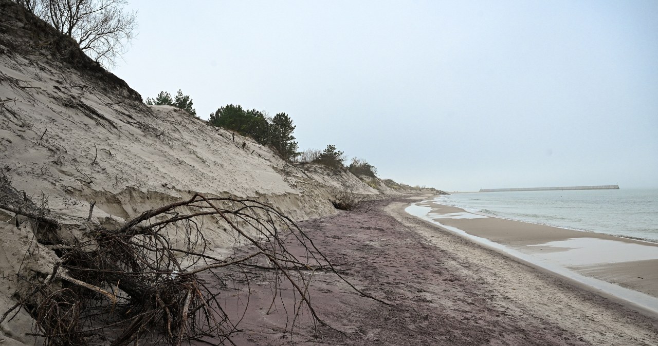 Fioletowa plaża w Mielnie. Niezwykłe zjawisko przyciąga tłumy