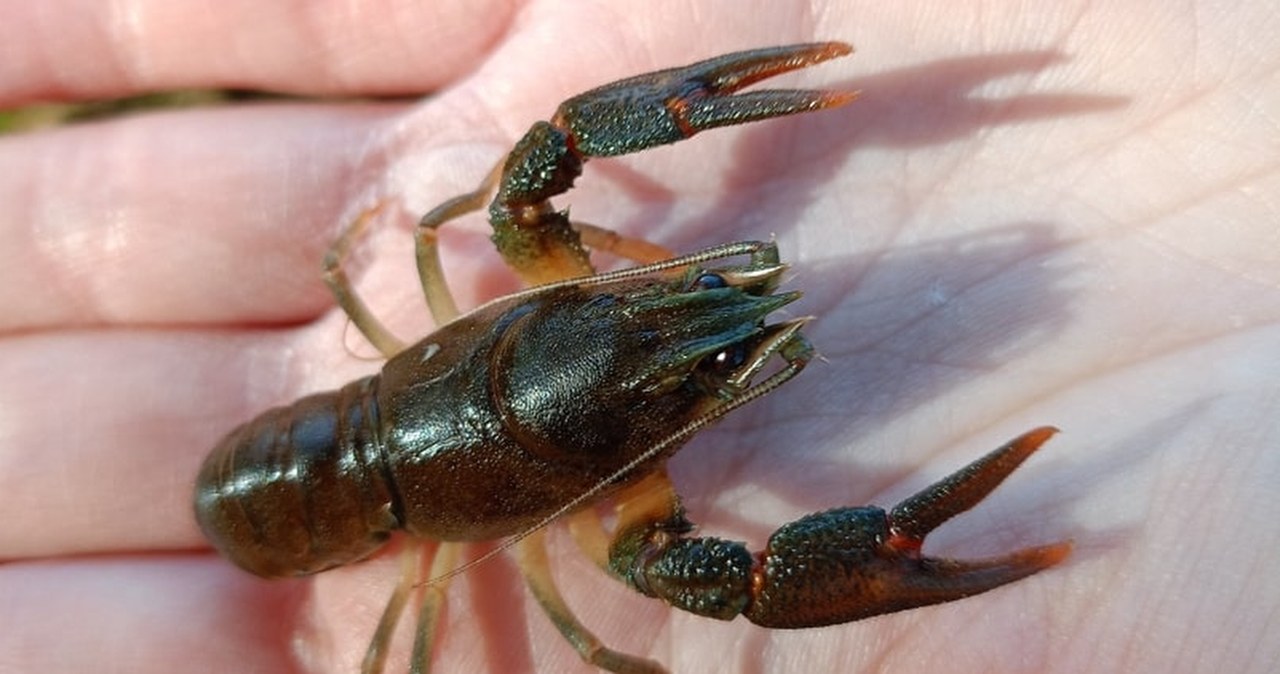 Tysiąc małych stworzeń trafiło do rzek. Warto je chronić