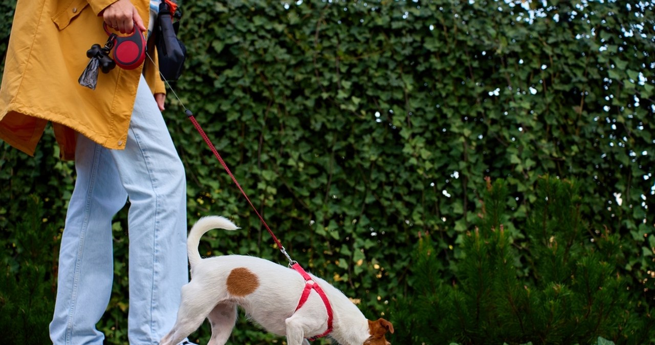 Alerty RCB dla dwóch województw. Ostrzeżenie dla właścicieli zwierząt