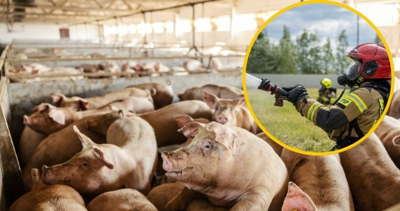 ​Wielki pożar chlewni. Wiele macior i prosiąt zginęło
