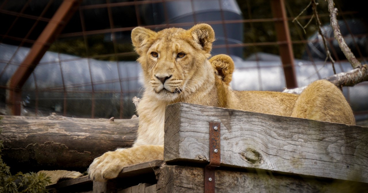 Lwy i tygrysy zabite podczas remontu. Skandal w legendarnym zoo