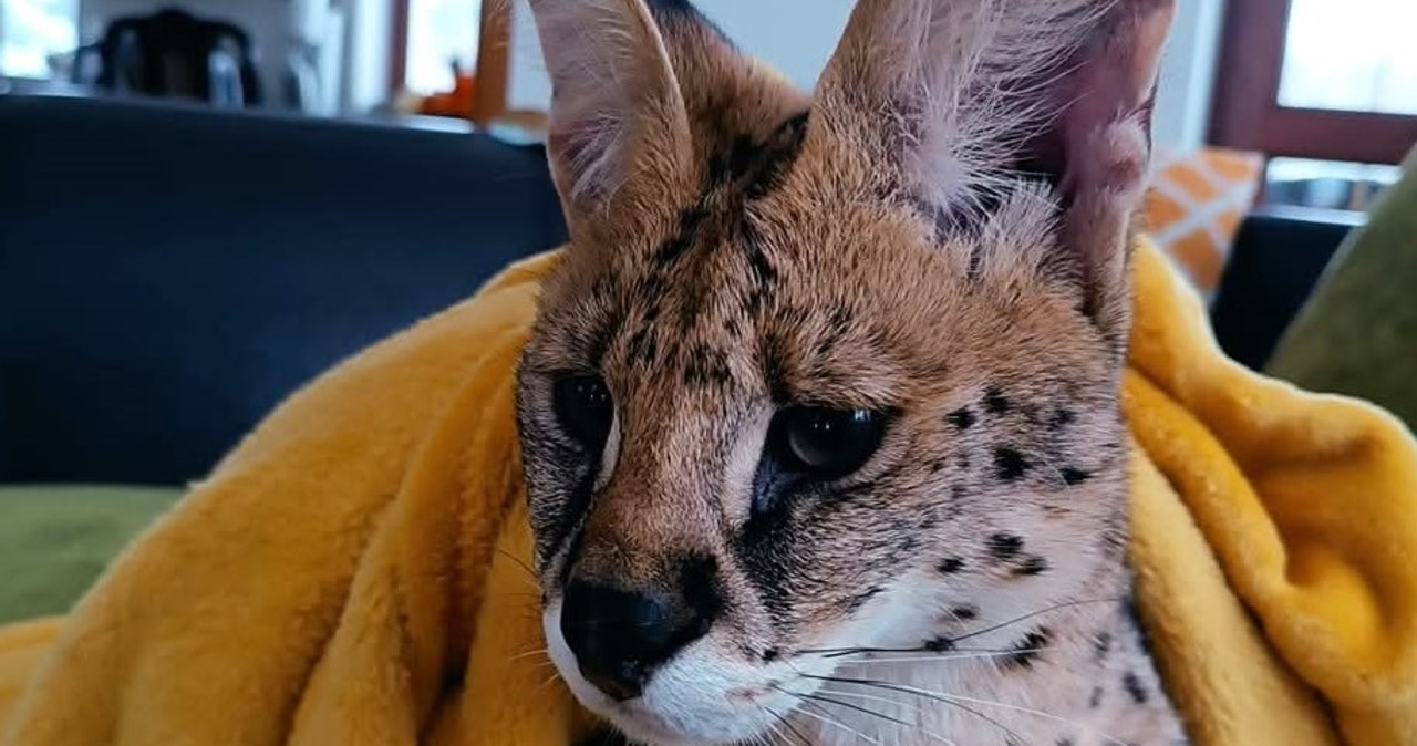 Serwal na gigancie pod Olsztynem. "Nie domknęłam woliery. Mój błąd"