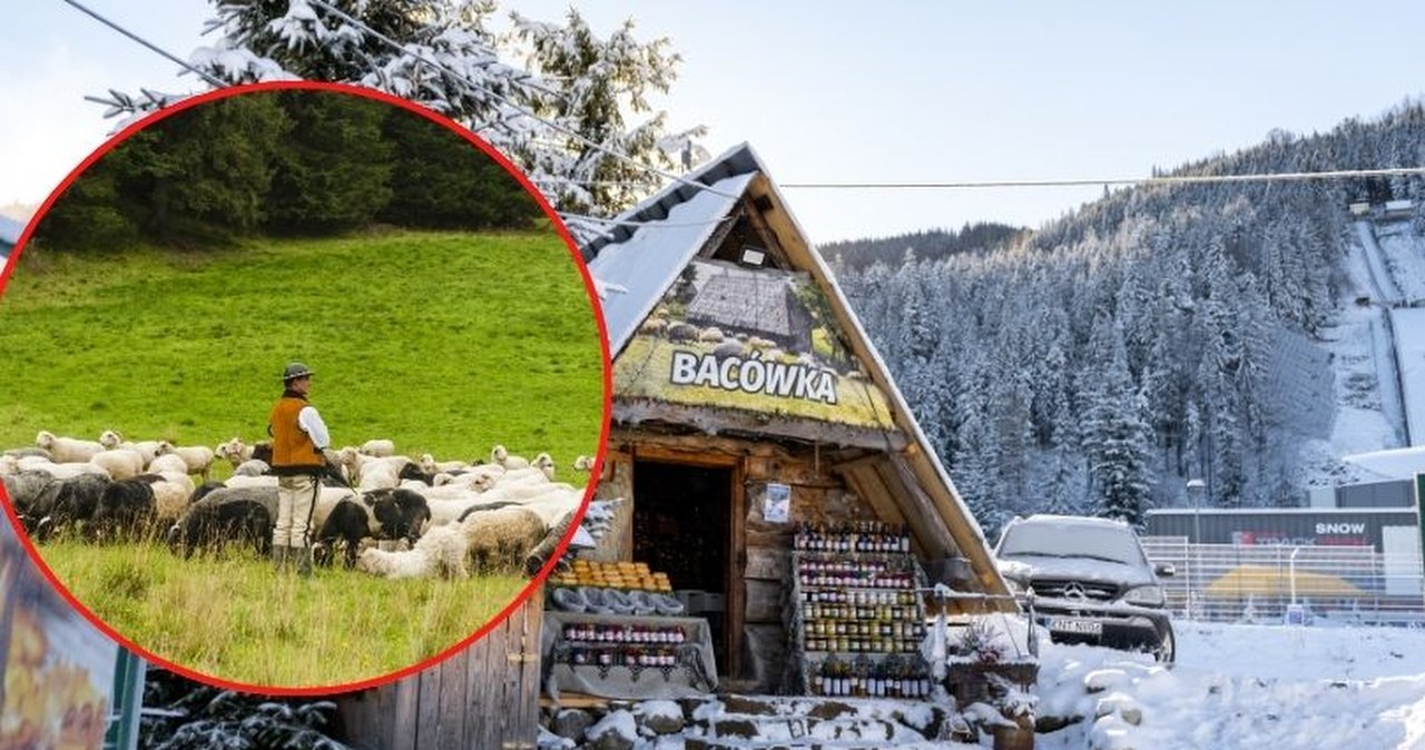 Chcesz zostać bacą lub juhasem? Ruszył nabór na wyjątkowe kursy w Małopolsce