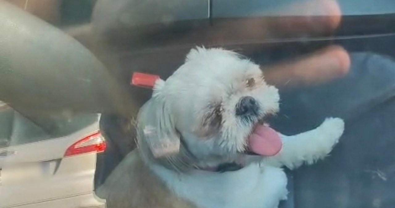 Pies zamknięty w nagrzanym bmw. Pomoc nadeszła w ostatniej chwili