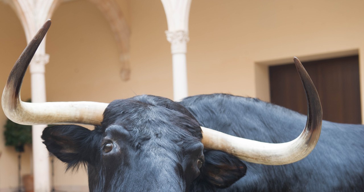Były matador ugodzony rogiem przez byka. Tragedia przed korridą