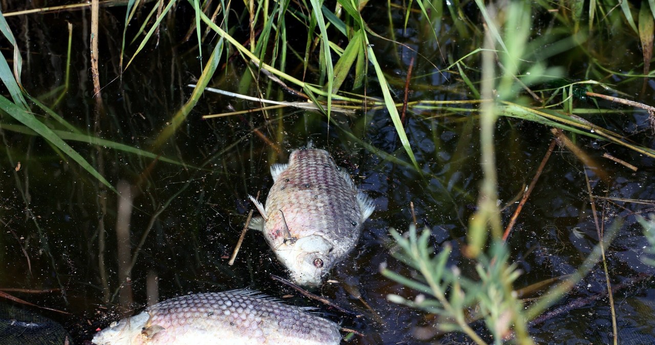 Śnięte ryby na Odrze. Wojewoda zwołał posiedzenie kryzysowe
