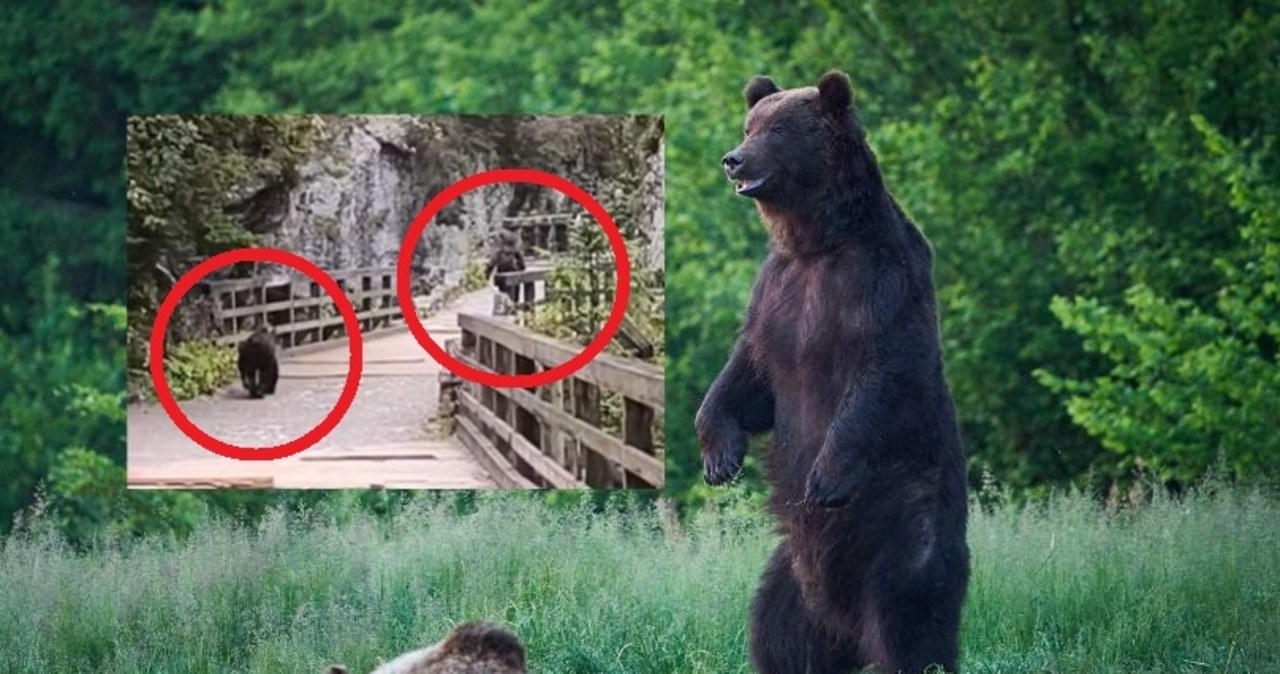 Niedźwiedź gonił turystę w Dolinie Kościeliskiej. Zobacz dramatyczne nagranie