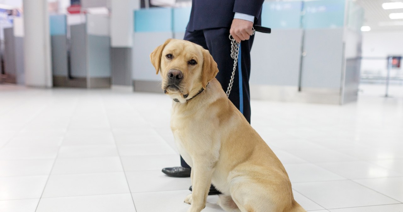Labrador Tedy i 12-latka bohaterami międzynarodowego skandalu