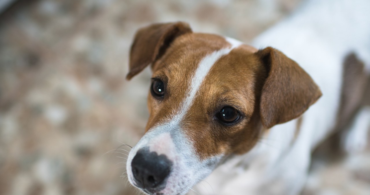 Znęcał się nad psami sąsiada. Do sądu trafił akt oskarżenia