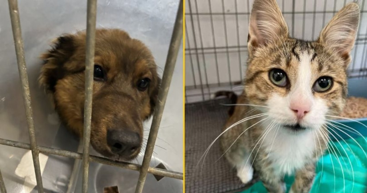 Rekordowa liczba kotów czeka na adopcję w schronisku w Kielcach