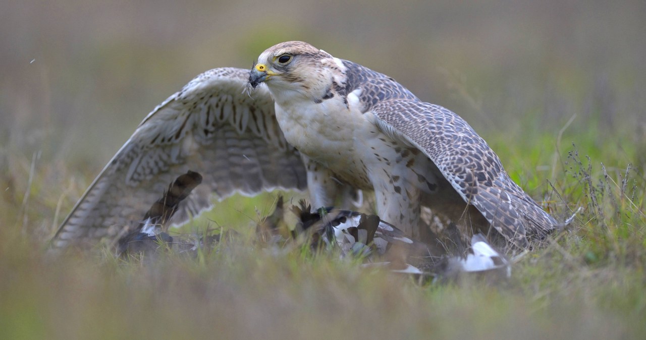 Setki tysięcy złotych za ptaka. Szaleństwo w Arabii Saudyjskiej