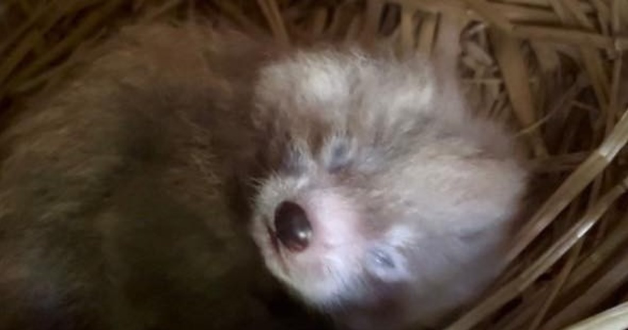 Kolejny maluch w rodzinie pand. Łódzkie zoo ma nowego mieszkańca