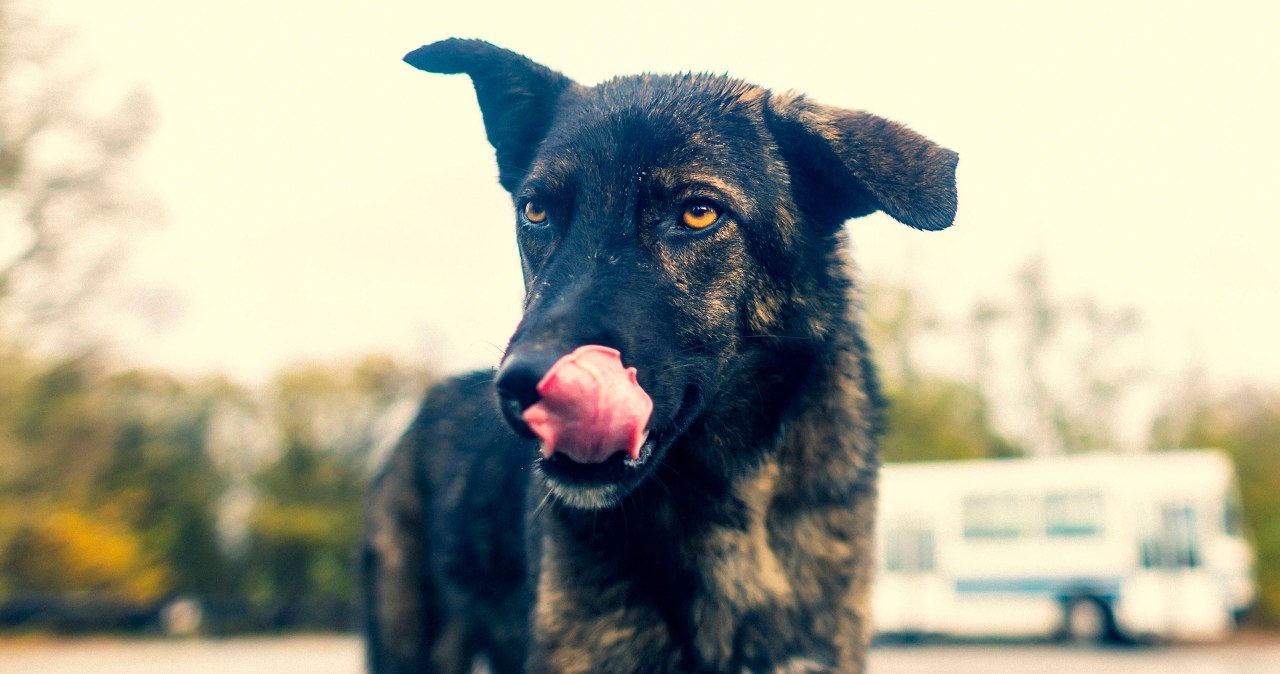 Czy promieniowanie zmieniło psy z Czarnobyla? Nowe ustalenia naukowców