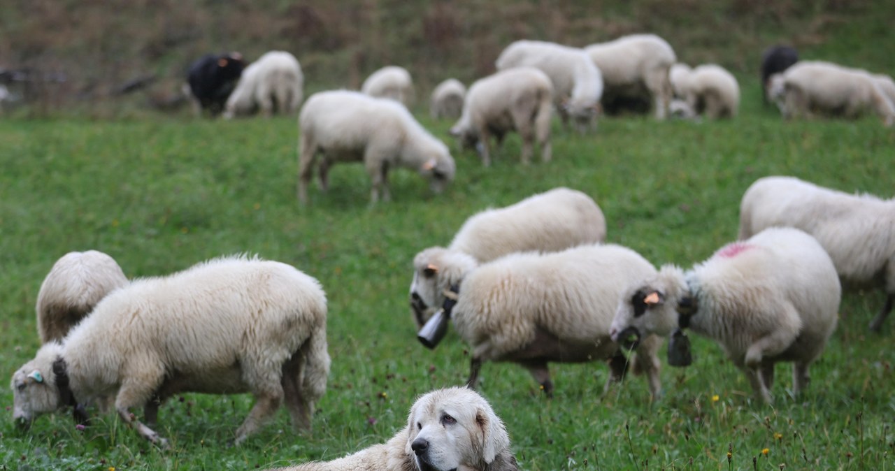 Wraca program "Owca Plus". Dostaną ponad 750 tysięcy złotych