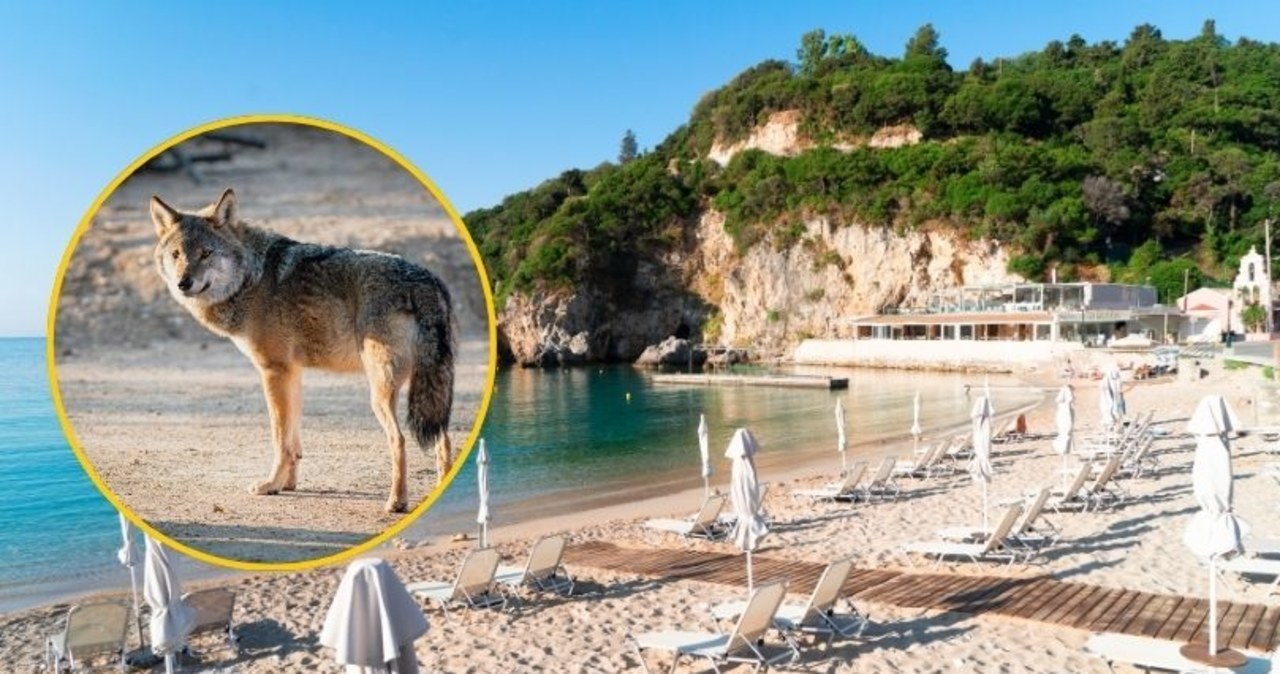 Dramat w greckim raju: Wilk rzucił się na plaży na 5-letnią dziewczynkę