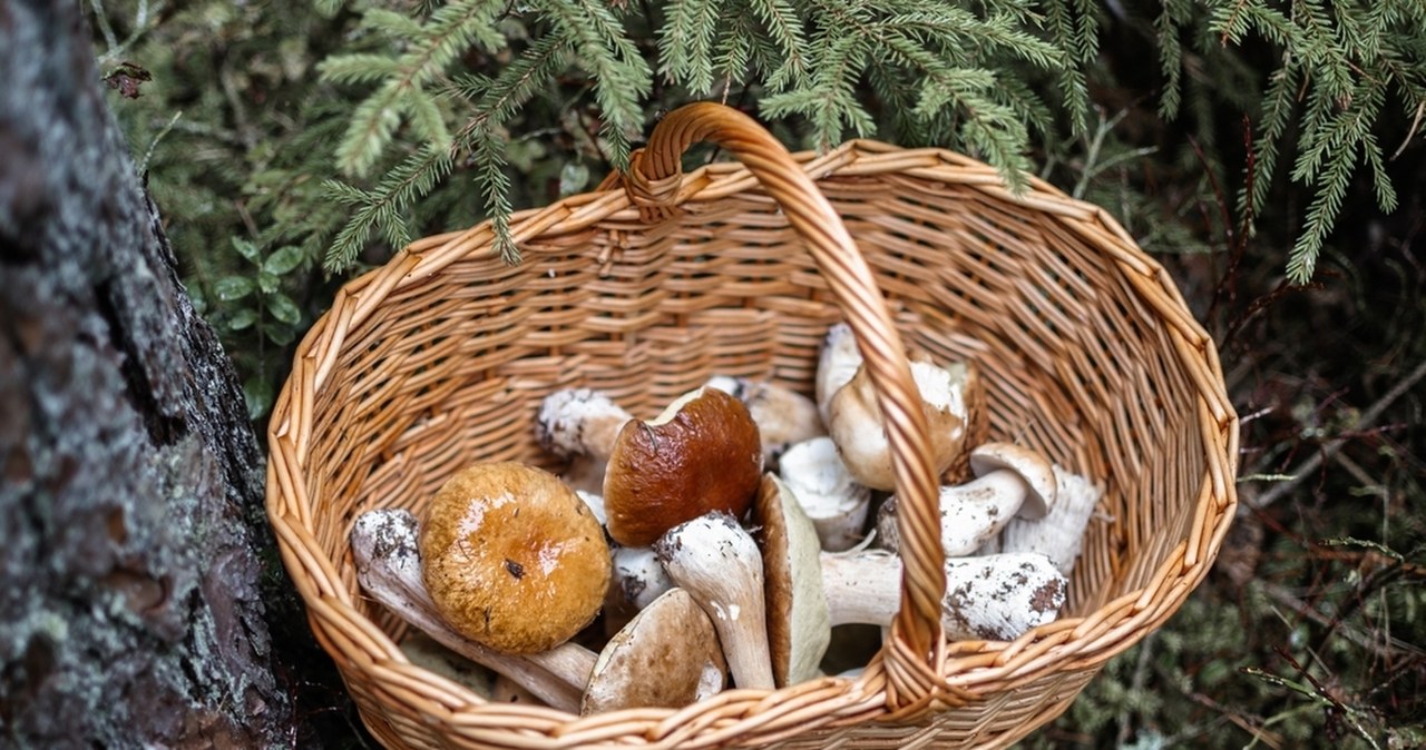 Włoski grzybiarz zgubił się w lesie. Apel policji