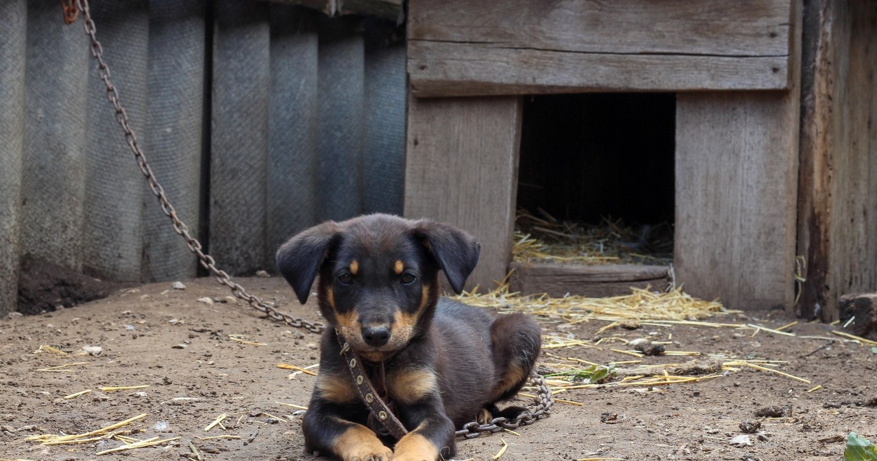 ​Tusk do Nawrockiego: I co ci psy zawiniły?