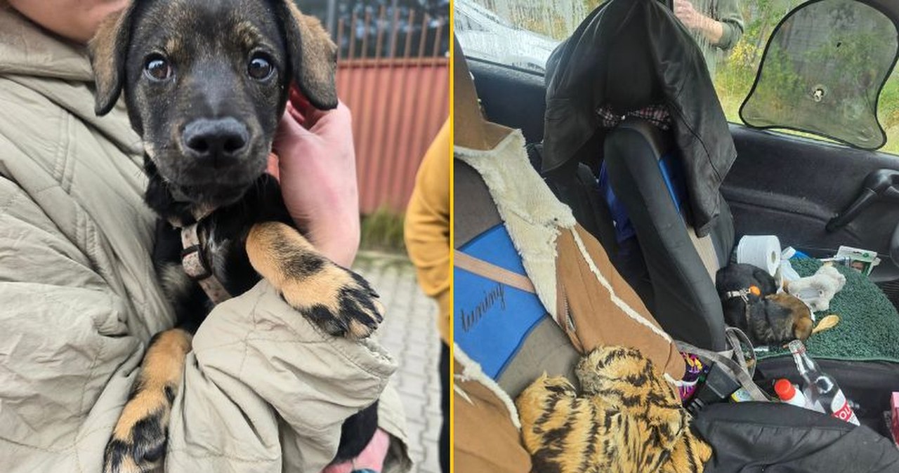 Szokujące sceny we Wrocławiu. Trzymała za łapki szczeniaka i wystawiła przez barierę mostu