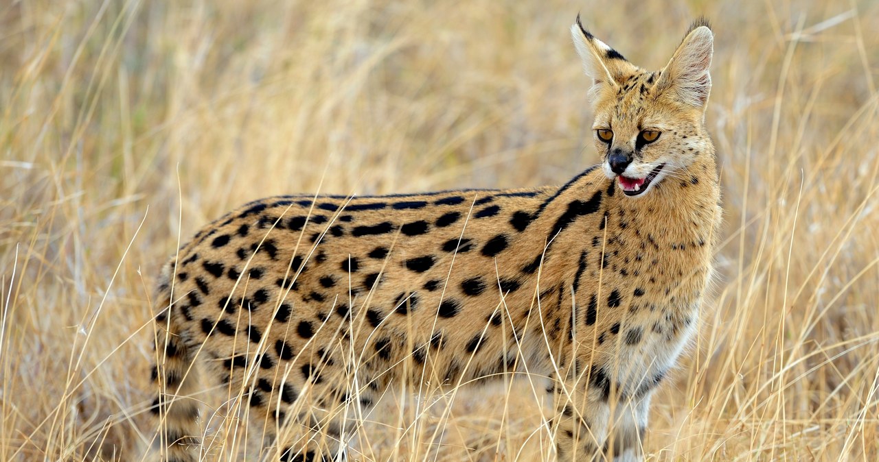 ​Niebezpieczny serwal na wolności. "Skrajna nieodpowiedzialność właściciela"