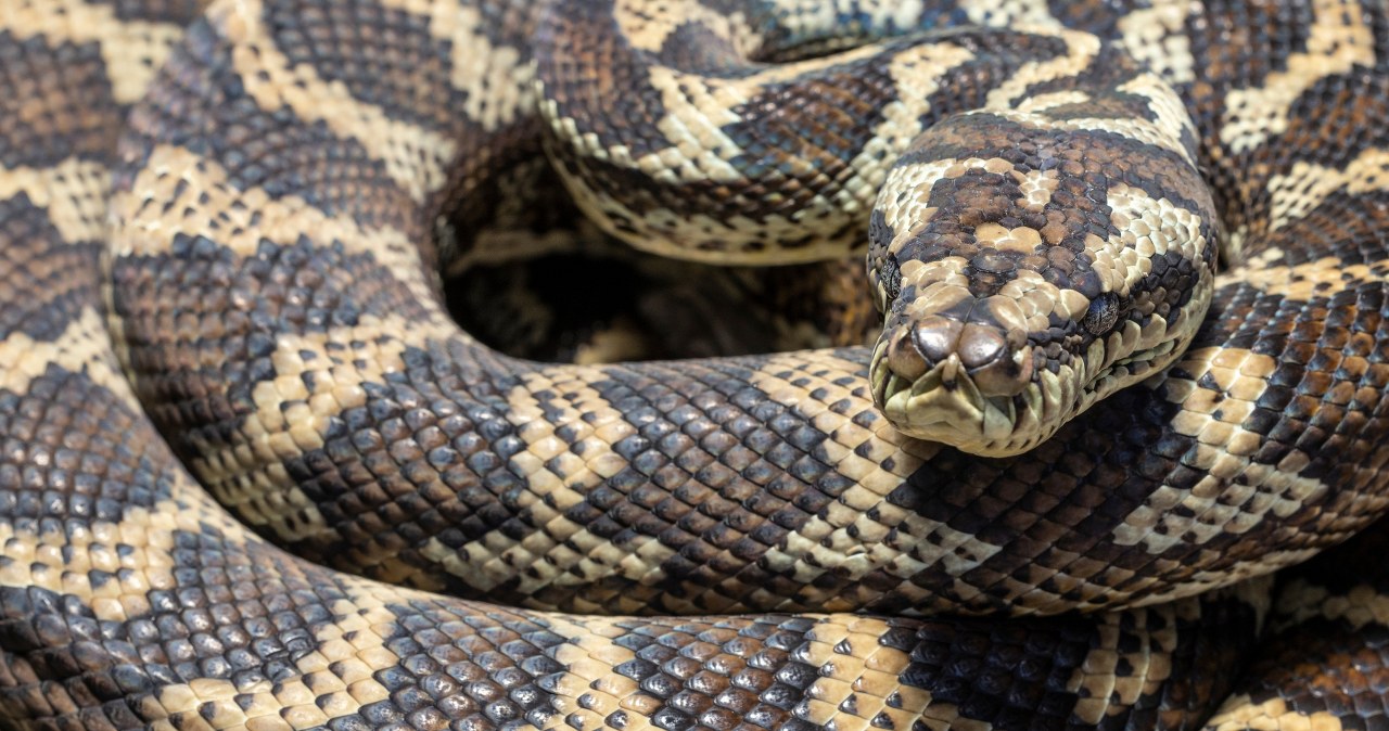 Koszmar po przebudzeniu. "Masz na sobie 2,5-metrowego pytona"