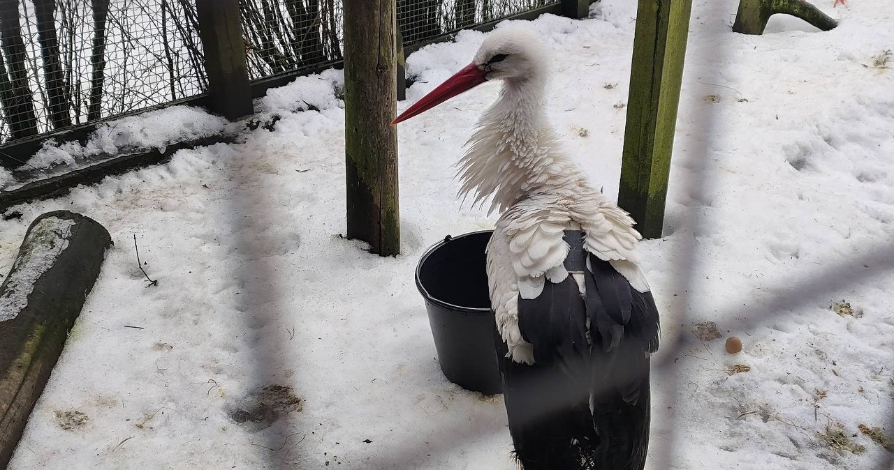 Wiosna coraz bliżej. Jej zwiastun dotarł na Mazury