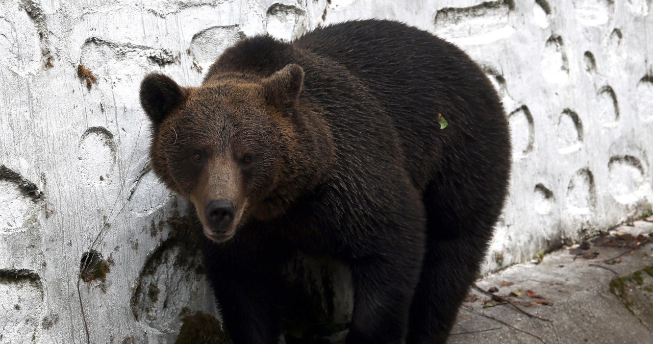 Atak niedźwiedzia w Bieszczadach. Ministerstwo reaguje