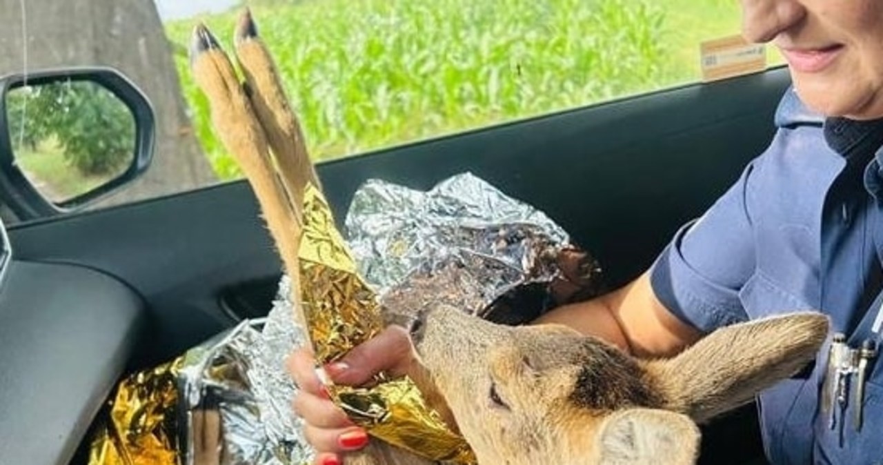 Ranne koźlę leżało na poboczu drogi. Pomoc nadeszła