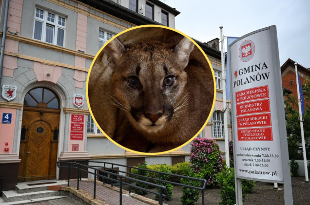 Puma z Polanowa trafiła do poznańskiego zoo. Wiadomo, co dalej z drapieżnikiem