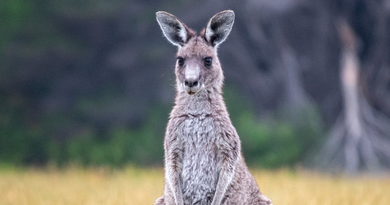 Kangur uciekł z prywatnej posesji w Łódzkiem. Władze apelują do mieszkańców