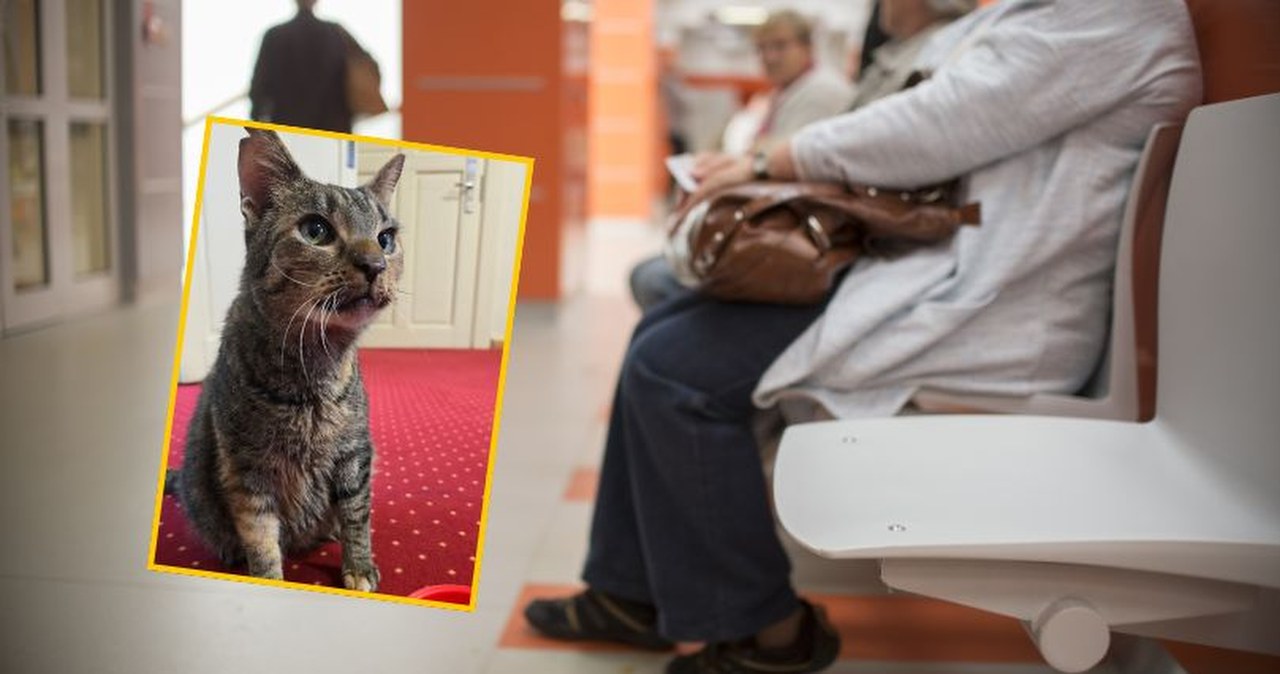 Kotka Perła nową "urzędniczką" w Ostródzie. Została uratowana przed mrozem