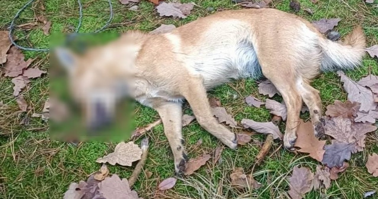Zastawiał wnyki na zwierzęta. Owinięty stalową linką pies nie przeżył