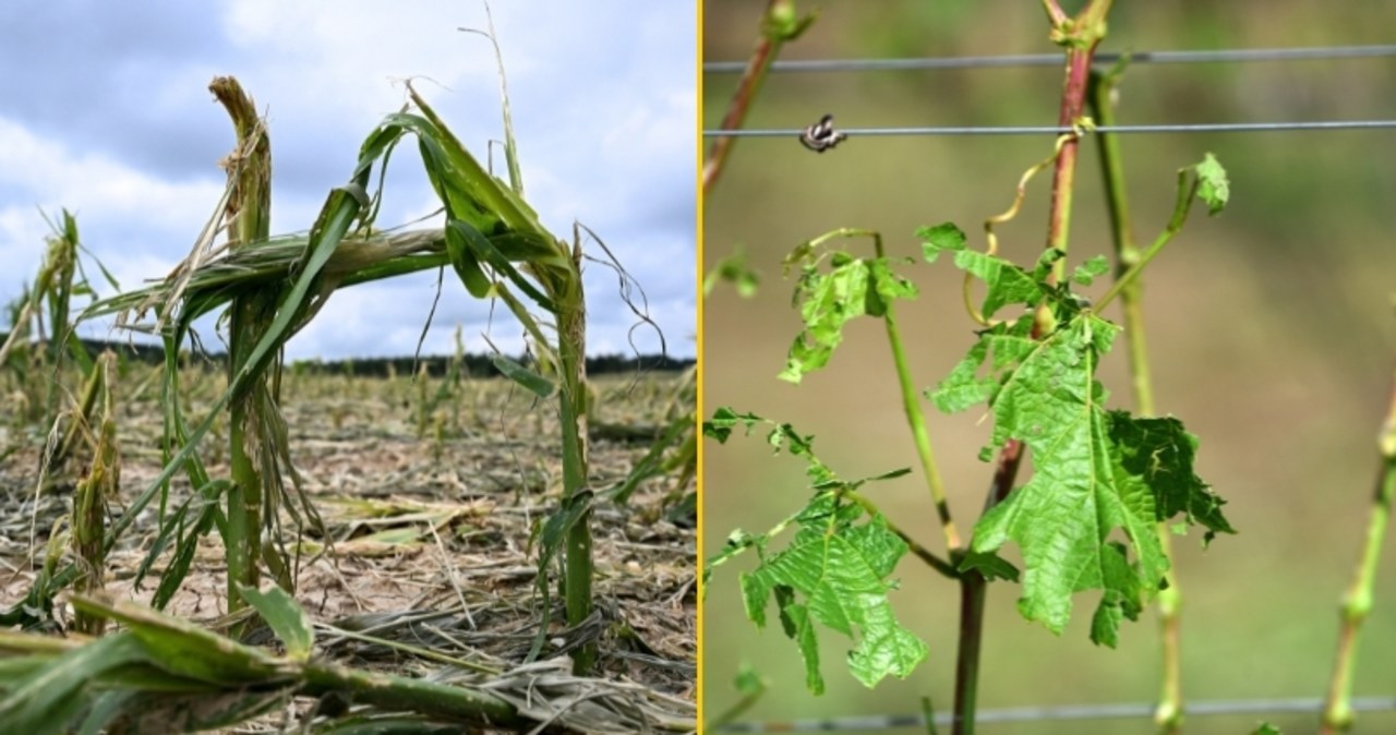 "Łzy w oczach i nic więcej". Tegoroczny sezon dał się rolnikom we znaki