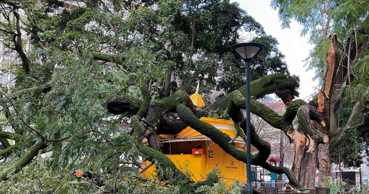 Ofiary śmiertelne, setki rannych i tysiące osób bez prądu. Kristin uderzył w Portugalię