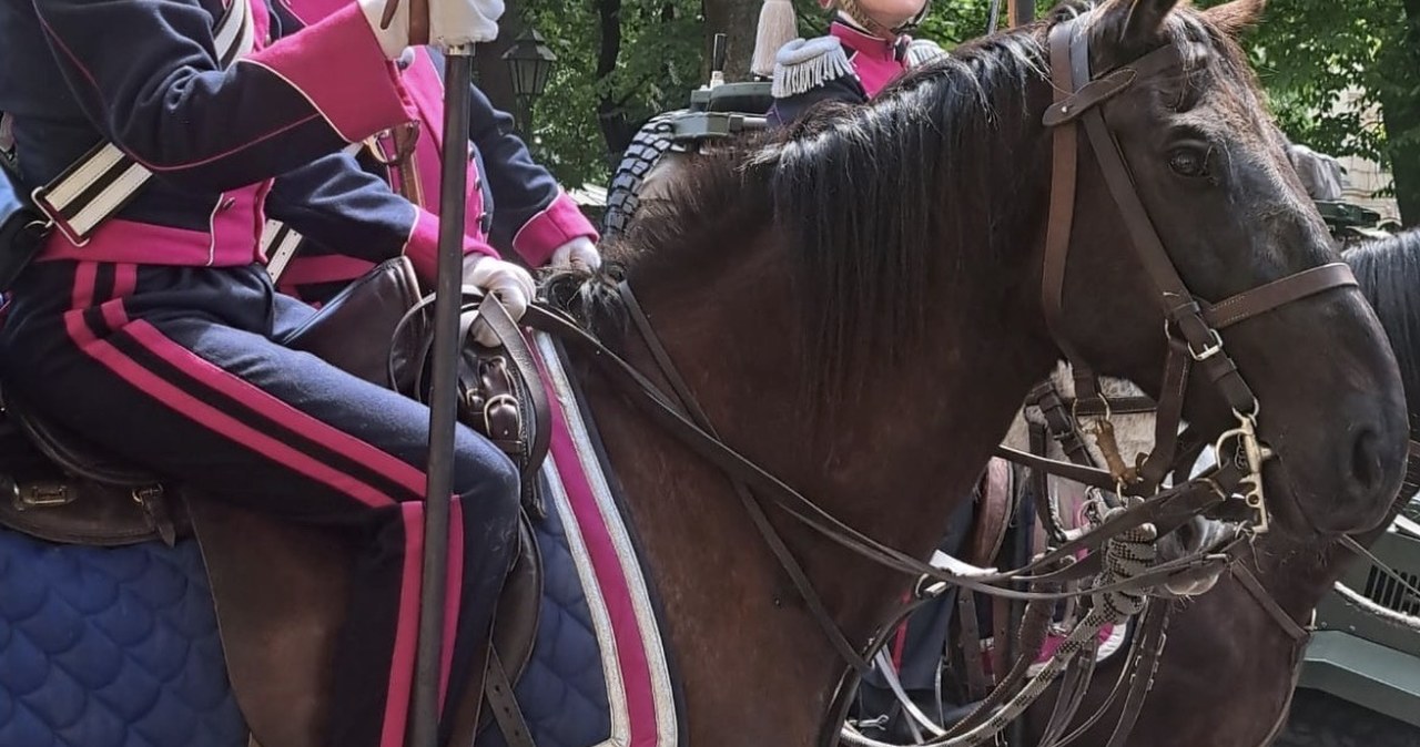 Zaginął koń ułanów. Niecodzienne poszukiwania w Krakowie