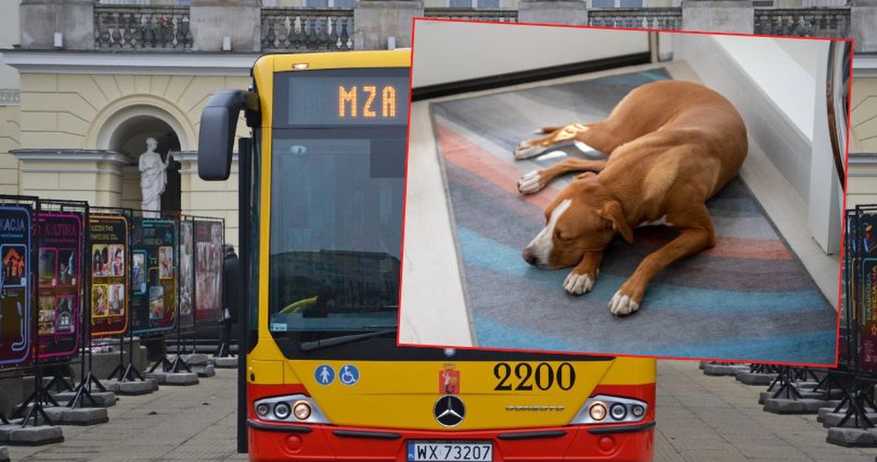 Groźny incydent w autobusie miejskim  w Warszawie. Pies zaatakował kobietę