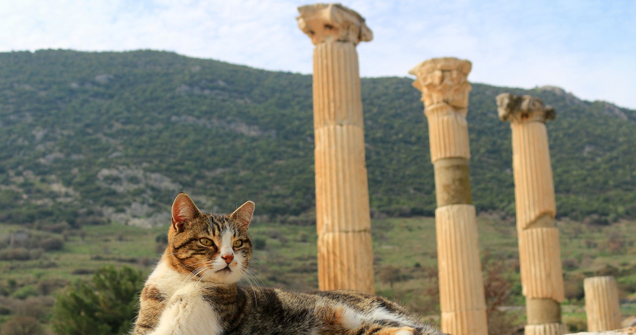 Skąd w Europie wzięły się koty domowe? Zapytajcie starożytnych Rzymian