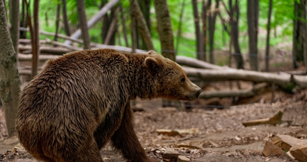 Przeprowadzka zamiast odstrzału? Nowy pomysł ws. bieszczadzkich niedźwiedzi
