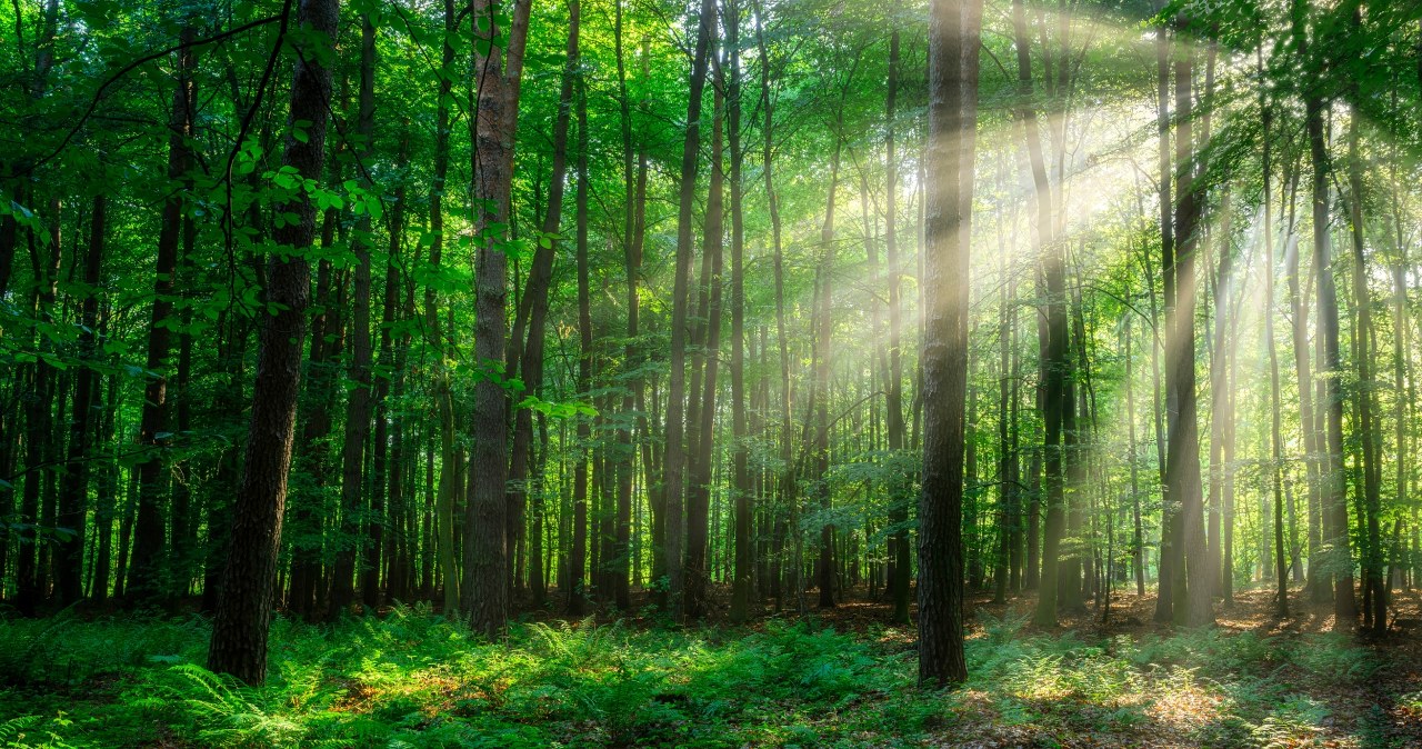Mieszkali z dziećmi w lesie bez prądu i wody. Wkroczył sąd