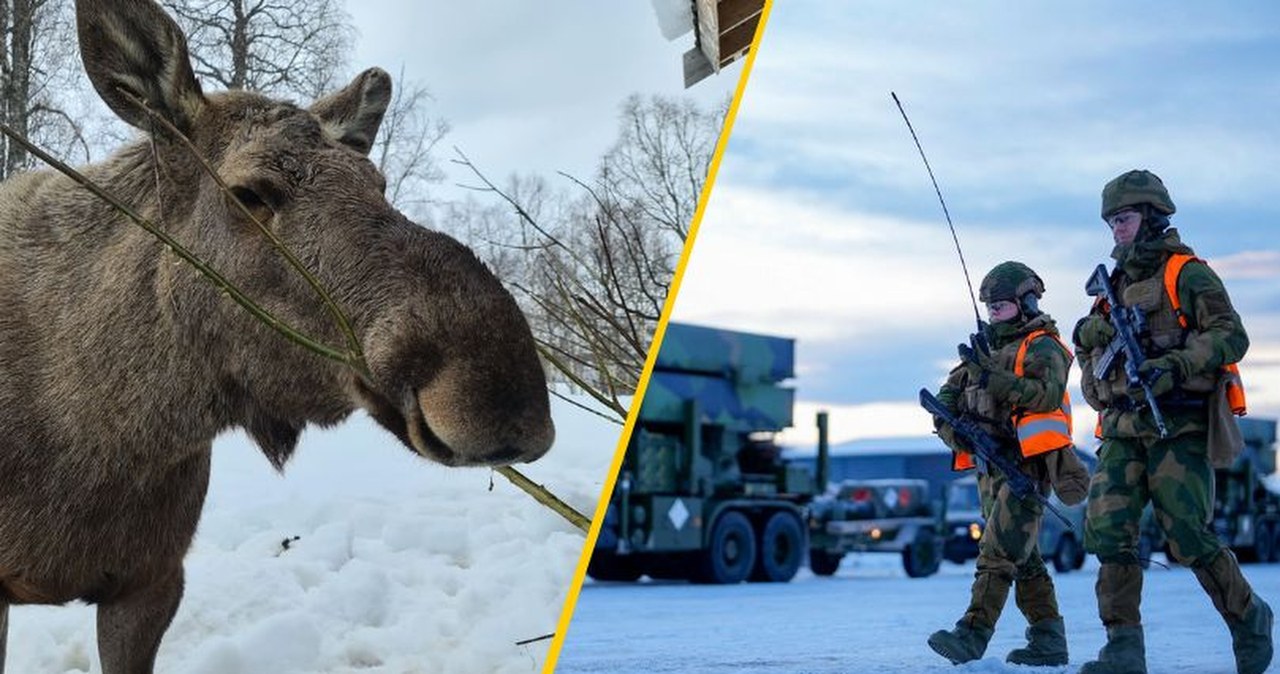 Baza NATO w stanie agonalnym. Biegające łosie, brak wody i toalet