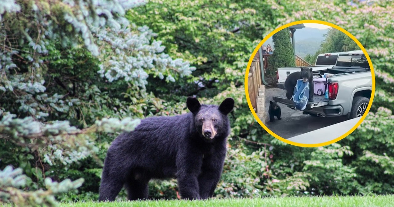 Niedźwiedź wskoczył do bagażnika i zabrał zakupy. Turyści byli w szoku