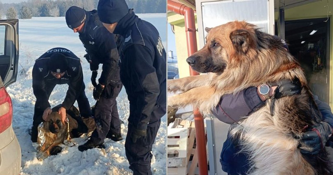 Pies przymarzł do pobocza drogi. Dramatyczna akcja ratunkowa na Mazowszu