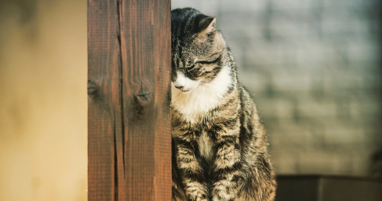 "Nie dał się pogłaskać". Rok więzienia za makabryczne zabójstwo kota