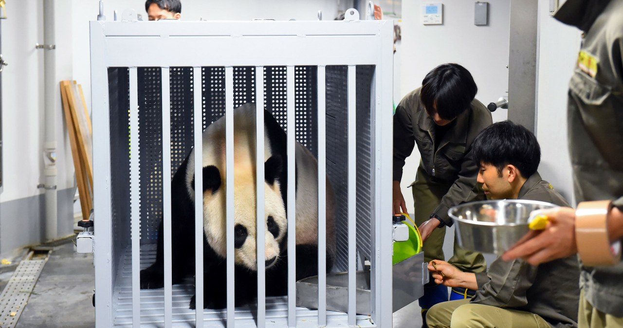 Chiny zabierają pandy z Japonii. Bardzo zły sygnał