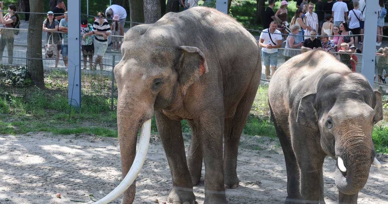 Łódzkie zoo. Powstaje coś wyjątkowego