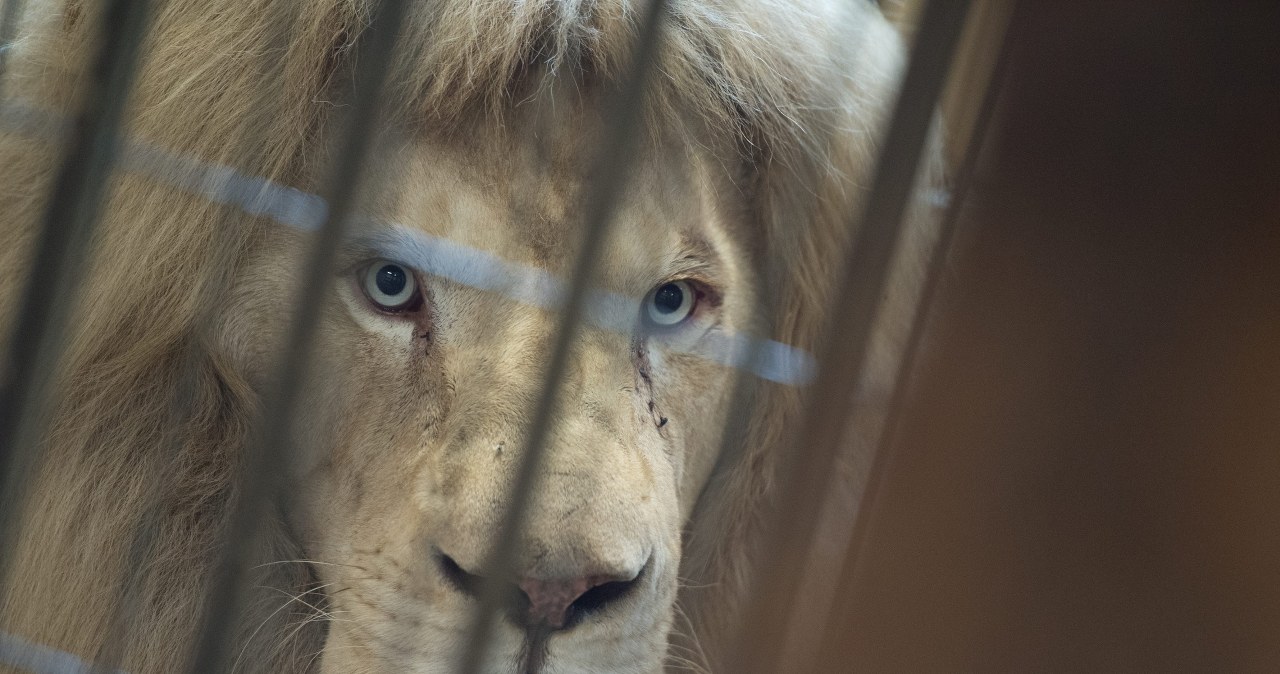 Nie żyje Sahim, pierwszy biały lew w Polsce. "Duma naszego ogrodu"