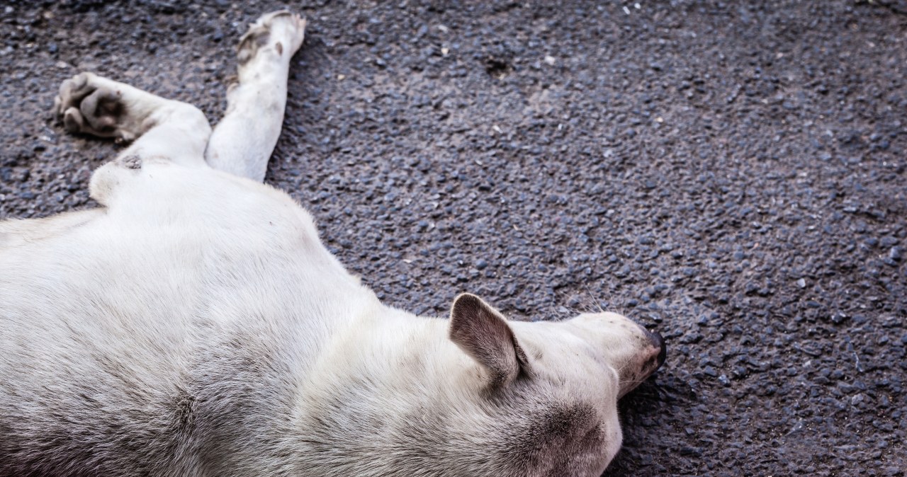 Makabra pod Skierniewicami. 16 martwych psów na posesji