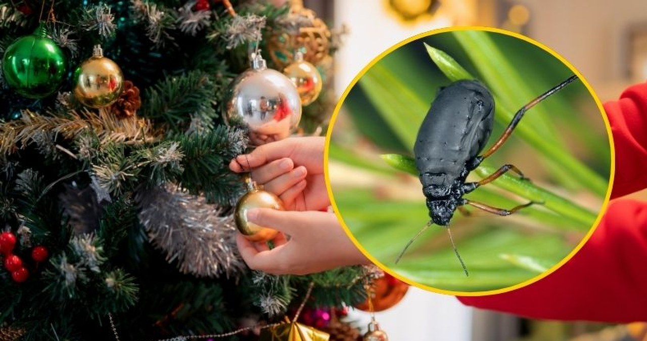 Nietypowy list gończy. Poszukiwana jest niezwykle groźna!